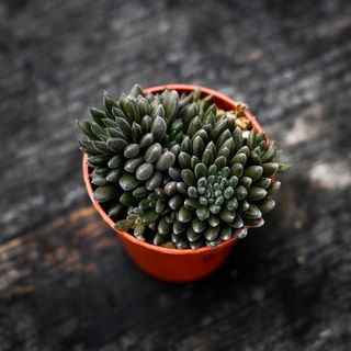Crassula 'Dark Leaf'