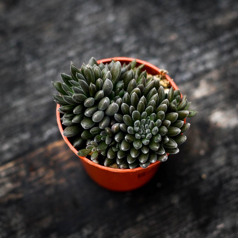Crassula 'Dark Leaf' 6 cm
