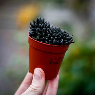 Crassula 'Dark Leaf'