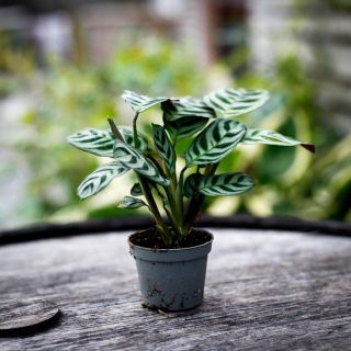 Ctenanthe burle marxii 6 cm