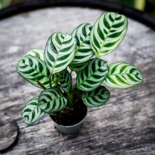 Ctenanthe burle marxii 6 cm