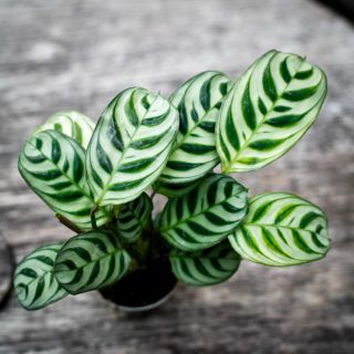 Ctenanthe burle marxii 6 cm