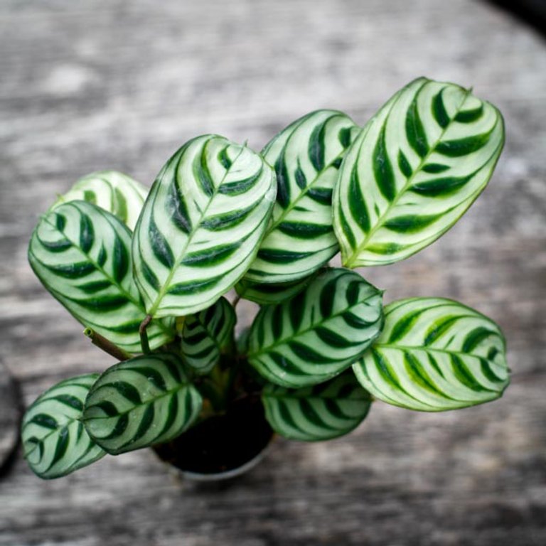 Ctenanthe burle marxii 6 cm