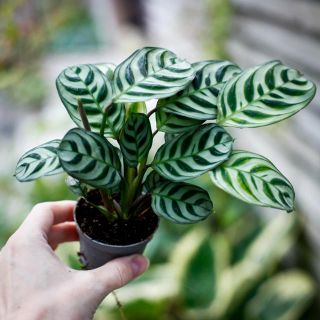 Ctenanthe burle marxii 6 cm