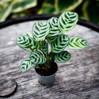 Ctenanthe burle marxii 6 cm