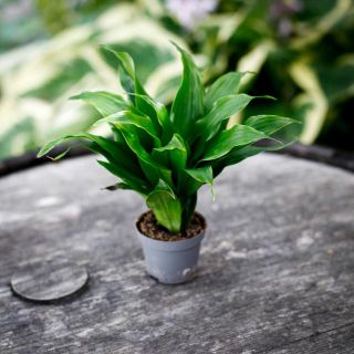 Dracaena 'Janet Craig Compacta' 6 cm