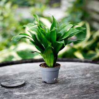 Dracaena 'Janet Craig Compacta' 6 cm