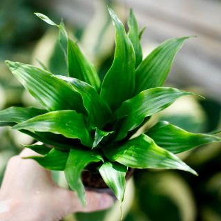 Dracaena 'Janet Craig Compacta' 6 cm