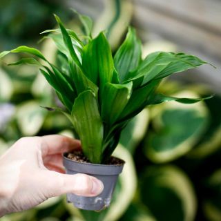Dracaena 'Janet Craig Compacta' 6 cm