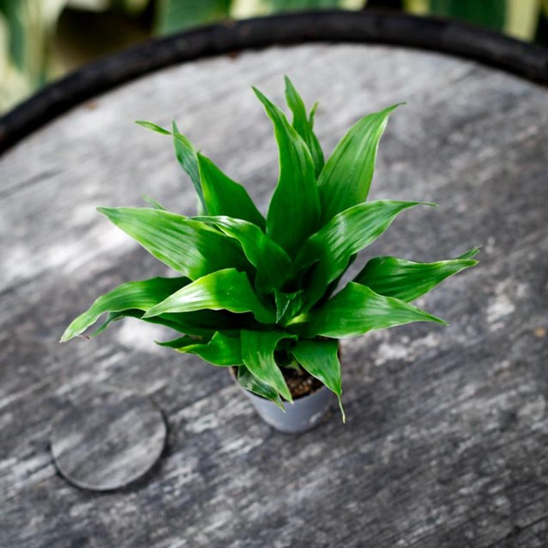 Dracaena 'Janet Craig Compacta' 6 cm