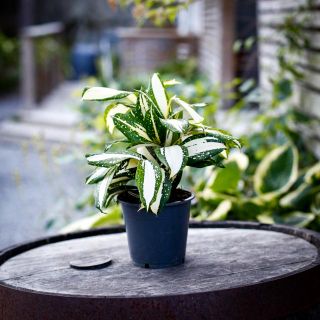 Dracaena surculosa 'Milky Way' 12 cm