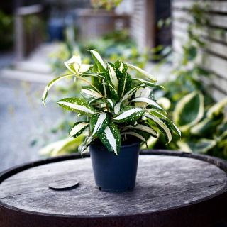 Dracaena surculosa 'Milky Way' 12 cm