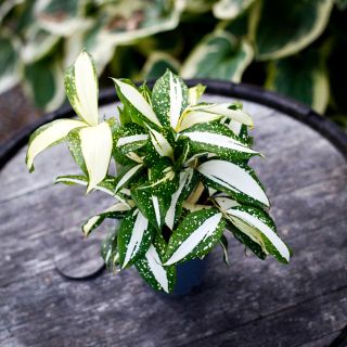 Dracaena surculosa 'Milky Way' 12 cm