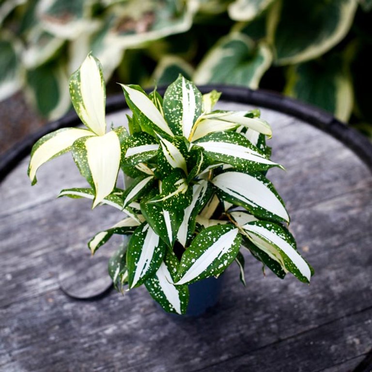 Dracaena surculosa 'Milky Way' 12 cm