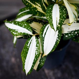 Dracaena surculosa 'Milky Way' 12 cm