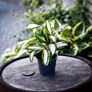 Dracaena surculosa 'Milky Way' 12 cm