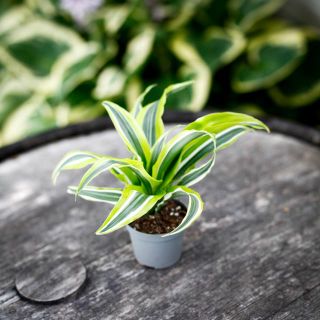 Dracena 'Lemon Surprise' 6 cm