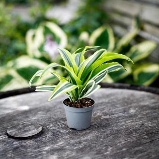 Dracena 'Lemon Surprise' 6 cm