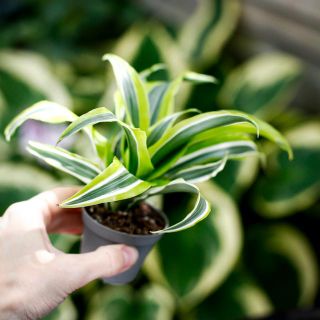Dracena 'Lemon Surprise' 6 cm
