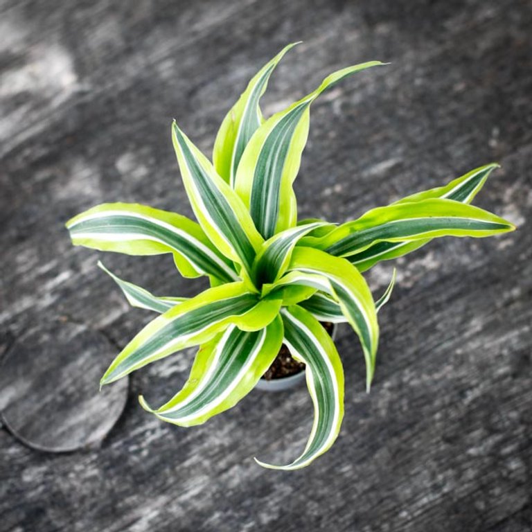 Dracena 'Lemon Surprise' 6 cm