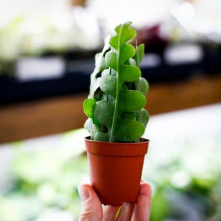 Epiphyllum anguliger - Flikig bladkaktus