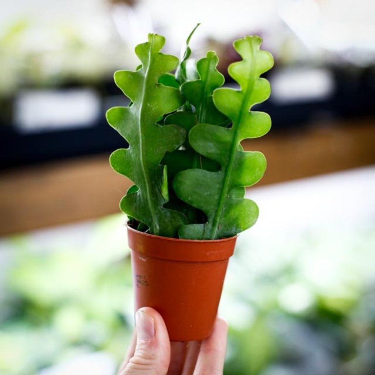 Epiphyllum anguliger - Flikig bladkaktus 5,5 cm