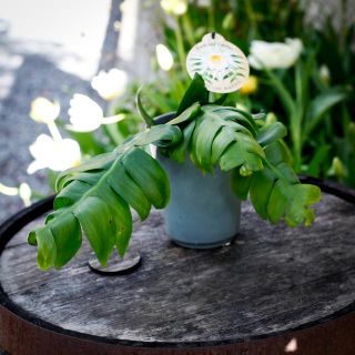 Epiphyllum chrysocardium 12 cm