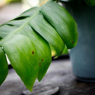 Epiphyllum chrysocardium 12 cm