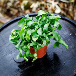Epiphyllum guatemalense f. montrose 12 cm