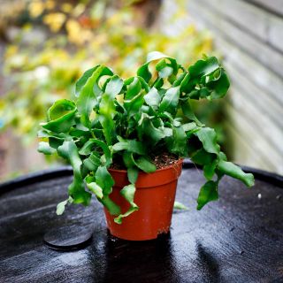 Epiphyllum guatemalense f. montrose 12 cm