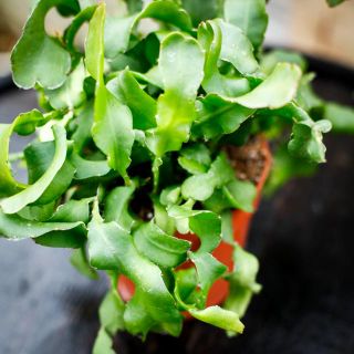 Epiphyllum guatemalense f. montrose 12 cm