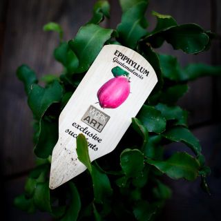 Epiphyllum guatemalense f. montrose 12 cm