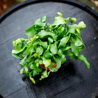 Epiphyllum guatemalense f. montrose 12 cm