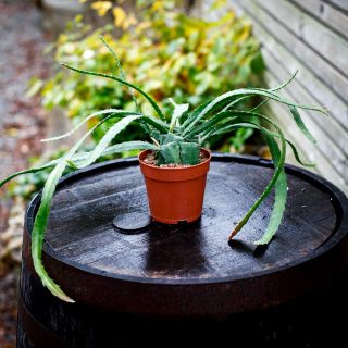 Epiphyllum 'Red Tip' 12 cm