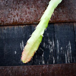 Epiphyllum 'Red Tip' 12 cm