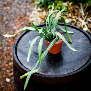 Epiphyllum 'Red Tip' 12 cm