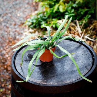 Epiphyllum 'Red Tip' 12 cm