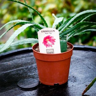 Epiphyllum 'Red Tip' 12 cm