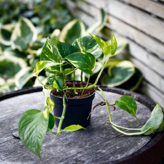 Epipremnum aureum 12 cm - Gullranka