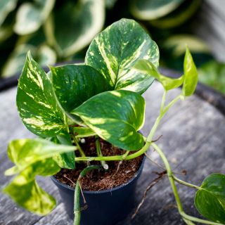 Epipremnum aureum 12 cm - Gullranka