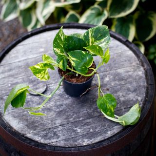 Epipremnum aureum 12 cm - Gullranka