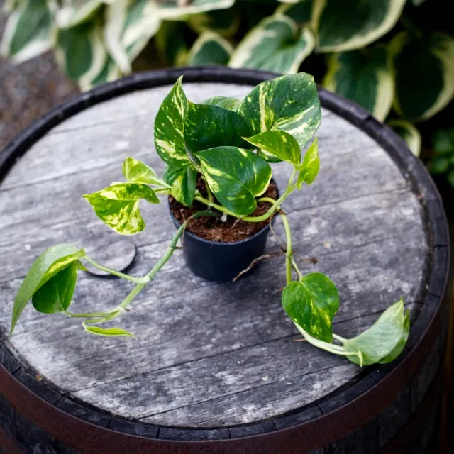 Epipremnum aureum gullranka i kruka