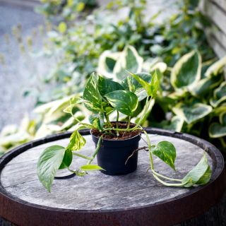 Epipremnum aureum 12 cm - Gullranka