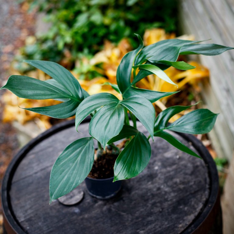 Epipremnum 'Dragon Tail' 12 cm