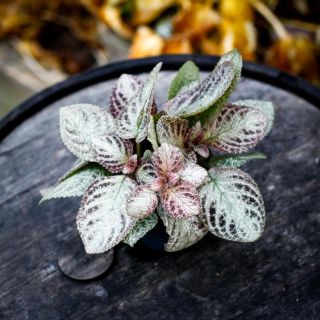 Episcia 'Brocade' 12 cm *KAMPANJ*