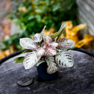 Episcia 'Brocade' 12 cm *KAMPANJ*