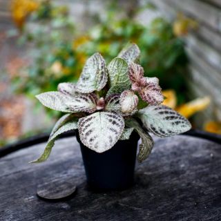 Episcia 'Brocade' 12 cm *KAMPANJ*