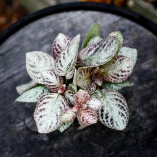 Episcia 'Brocade' 12 cm *KAMPANJ*