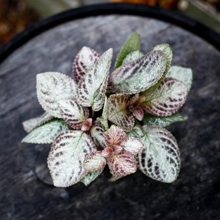 Episcia 'Brocade' 12 cm