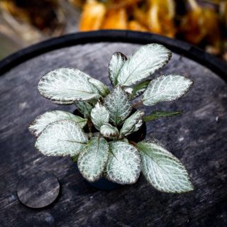 Episcia 'Neon Surprise' 12 cm